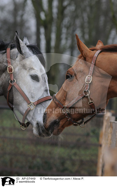 2 Mecklenburger / 2 warmbloods / AP-07449