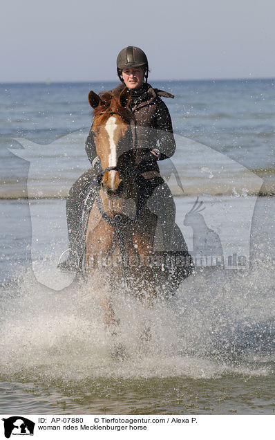 Frau reitet Mecklenburger / woman rides Mecklenburger horse / AP-07880