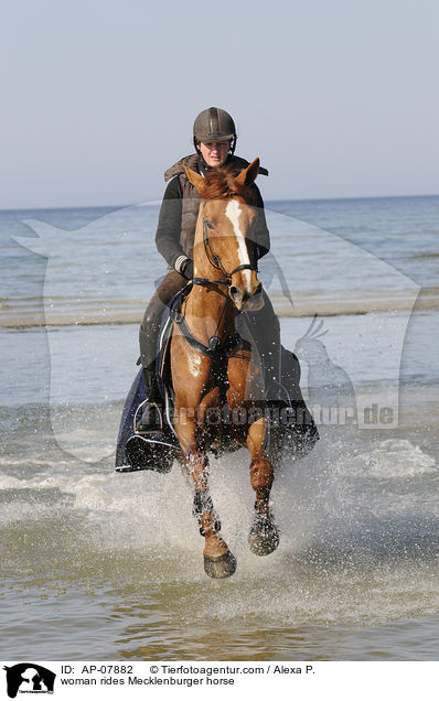 Frau reitet Mecklenburger / woman rides Mecklenburger horse / AP-07882