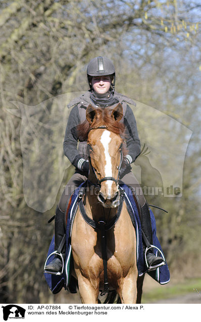 Frau reitet Mecklenburger / woman rides Mecklenburger horse / AP-07884