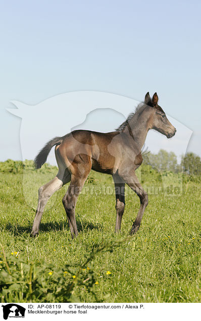 Mecklenburger horse foal / AP-08119