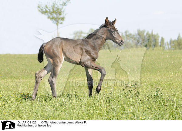 Mecklenburger horse foal / AP-08123