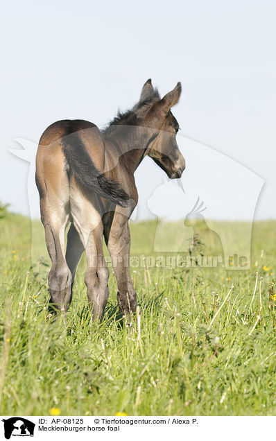 Mecklenburger horse foal / AP-08125