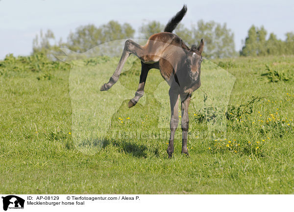 Mecklenburger Fohlen / Mecklenburger horse foal / AP-08129