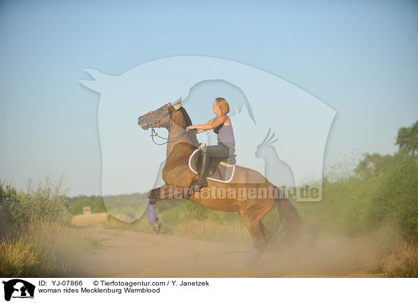 Frau reitet Mecklenburger / woman rides Mecklenburg Warmblood / YJ-07866