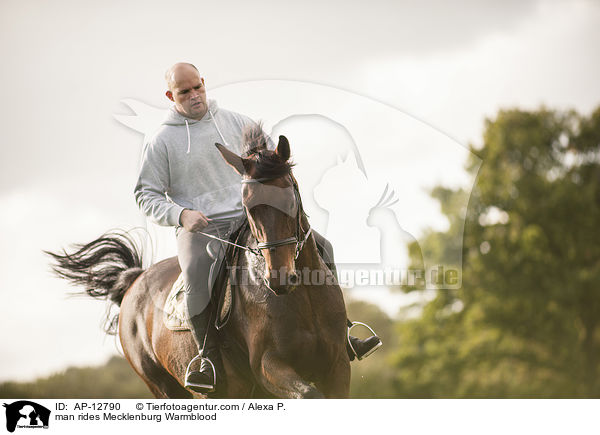 man rides Mecklenburg Warmblood / AP-12790