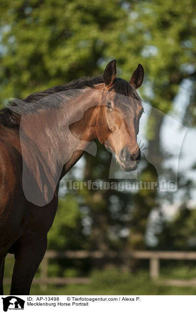 Mecklenburg Horse Portrait / AP-13498