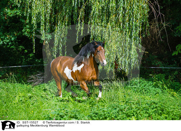 galloping Mecklenburg Warmblood / SST-15527