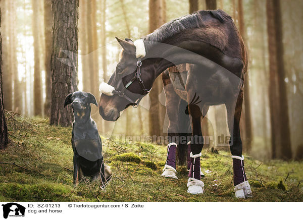 Hund und Pferd / dog and horse / SZ-01213