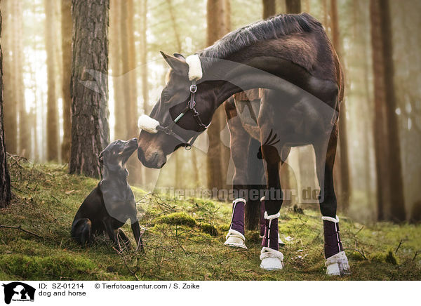 Hund und Pferd / dog and horse / SZ-01214