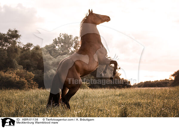 Mecklenburger Warmblut Stute / Mecklenburg Warmblood mare / ABR-01138