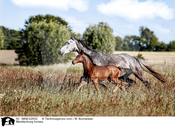 Mecklenburg horses / MAB-02652