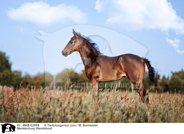 Mecklenburger / Mecklenburg Warmblood / MAB-02668