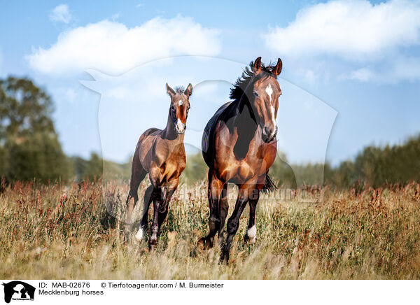 Mecklenburg horses / MAB-02676