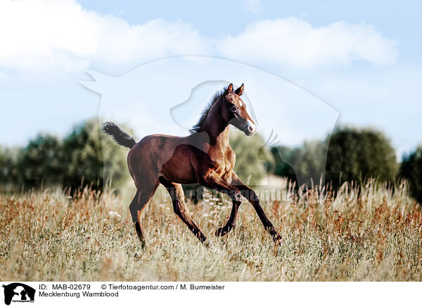 Mecklenburg Warmblood / MAB-02679