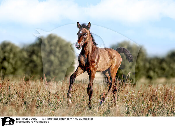 Mecklenburger / Mecklenburg Warmblood / MAB-02682