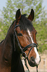 Warmblood Portrait