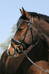 Warmblood horse portrait