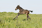 Mecklenburger horse foal