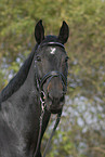 warmblood portrait