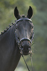 warmblood portrait