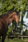 Mecklenburg Horse Portrait