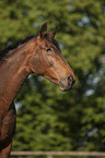 Mecklenburg Horse Portrait