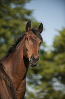 Mecklenburg Horse Portrait
