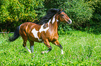 galloping Mecklenburg Warmblood