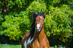 Mecklenburg Warmblood Portrait