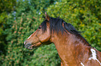 Mecklenburg Warmblood Portrait