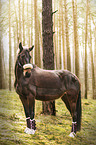 Mecklenburg Warmblood in the forest