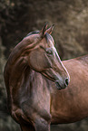 Mecklenburg Warmblood mare