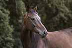 Mecklenburg Warmblood mare