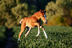 Mecklenburg Warmblood