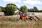 Mecklenburg horses
