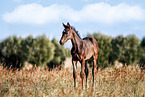 Mecklenburg Warmblood