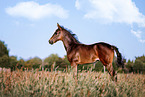 Mecklenburg Warmblood