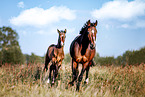 Mecklenburg horses
