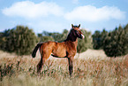 Mecklenburg Warmblood