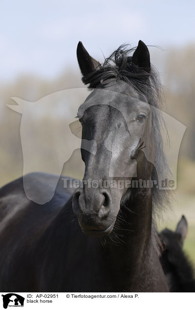 black horse / AP-02951