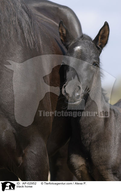 Menorquinisches Pferd / black horse / AP-02952