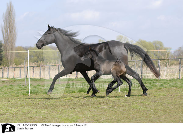 black horse / AP-02953
