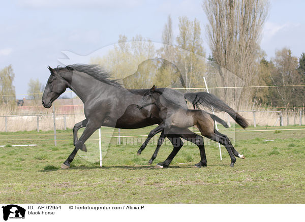 Menorquinisches Pferd / black horse / AP-02954