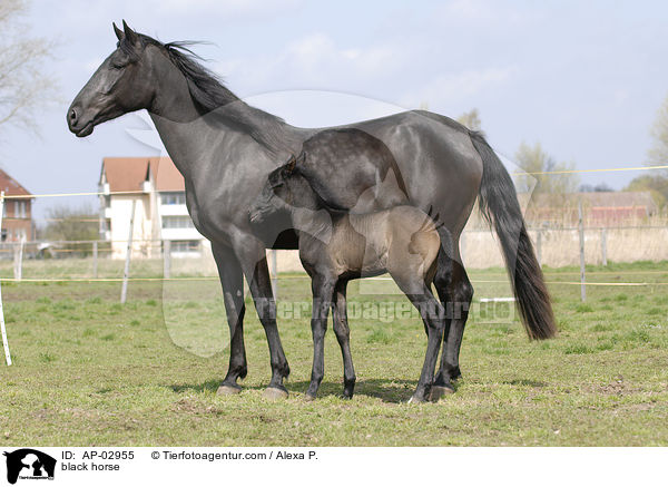 Menorquinisches Pferd / black horse / AP-02955