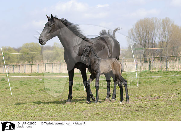 Menorquinisches Pferd / black horse / AP-02956