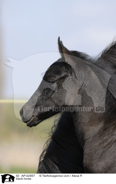 Menorquinisches Pferd / black horse / AP-02957