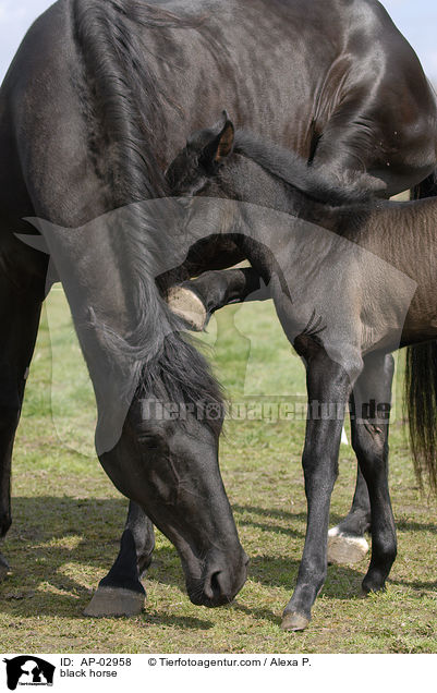 Menorquinisches Pferd / black horse / AP-02958