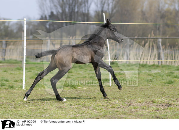 Menorquinisches Pferd / black horse / AP-02959