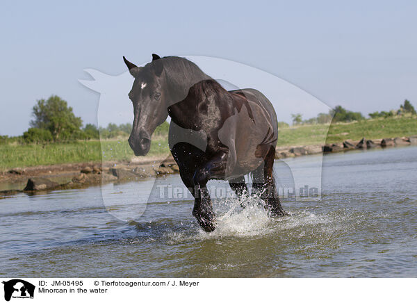 Menorquiner im Wasser / Minorcan in the water / JM-05495